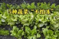 5種蔬菜「不怕凍」，霜降後放心種植，一冬都有新鮮蔬菜吃