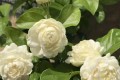 發現，茉莉花有「3個喜好」，冬季做到位，開花香滿屋