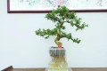 5種吉祥花，水培「值天價」，高貴又旺家，有錢人家都養它