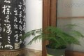 「除菌花」家裡多放兩盆，少生病，更健康