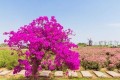 夏天養三角梅，掌握2個小技巧，花苞大開花豔，擠成花樹