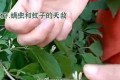 三種神奇花卉：茉莉花、金銀花和白掌，讓家居更健康