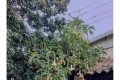 7種花「毒性」大，放臥室影響睡眠，趕緊搬走吧