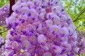 <em>春天</em>開紫色花的<em>花卉</em>有哪些？