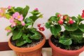 5種花空氣再「乾燥」，也別噴水，會黃葉、爛葉、掉花苞