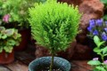 7種「植物」寓意好，家裡養上幾盆，「旺運」又「招財」！