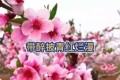 山花子《桃花》兩人首#原創詩詞