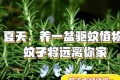 蚊子「討厭」的5種花卉植物，家裡「養1盆」，蚊子「不進門」