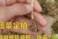 蔬菜定植，如何預防燒根、燒苗？其中三項措施首先要做好