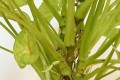 橙子研植手記：為什麼植物<em>會長</em>出氣生根？