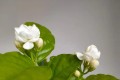 <em>新手種植茉莉花，</em>只要牢記養護「口訣」，<em>花爆滿盆、香氣四溢</em>