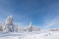 抗凍王者！東北地栽也能過冬的 6 種花，無懼風雪，美麗依舊！