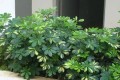 家中養這種植物，變身「天然空氣清新劑」，空氣清新身體好！