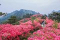 映山紅的種植土壤，在配製時注意屬性，在養護中保持狀態也很重要