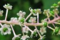 大戶人家愛養這「三植物」，遇水瘋長「寓意好」，38℃也生機勃勃