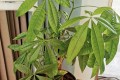 上了年紀的人都喜歡養的「4種」植物，怪不得身體強壯又健康！