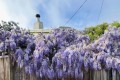 家養3花，子孫代代發，這三種花指的啥？