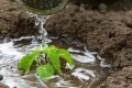 最棒的「營養液」不是果皮水，而是這3種，用一次，黃葉變綠葉