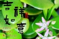 3種花要「捨得剪」，越剪越花繁葉茂，越剪越「值錢」