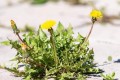 野外常見的8種植物，還有人「認錯」，可別再當「野菜」誤食啦！