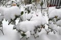 大雪，這3種花不怕冷，零下5度「凍不死」，越冷花越開得多