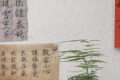 6種花是病菌的「死對頭」，家裡養一盆，呵護家人健康，全家少生病！