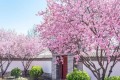 庭院「十大吉祥樹」，擠擠也要種一棵，美觀大氣，寓意深遠價值高