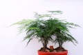 #好物過冬#冬季<em>植物澆水應該</em>注意哪些？