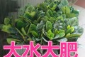 北方的梔子花該怎麼養護？