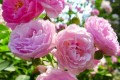 薔薇花為什麼叫「薔薇」？