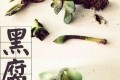 <em>多肉植物根部發黑，</em>是黑腐病嗎，如何挽救？