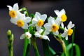 中國傳統年宵花「水仙花」是有毒的嗎？