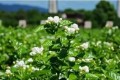 家庭種植茉莉花春季需要修剪嗎？春季怎麼養護茉莉花？