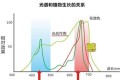 秋季多肉應該如何露養？需要注意哪些問題？