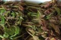 現在很多城裡人不認識<em>農村的野菜</em>，<em>我們常吃的有什麼野菜？</em>