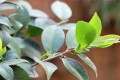 茶花4月怎麼養？