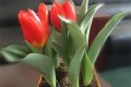 <em>春天</em>來了不<em>適合</em>養哪些<em>植物</em>？